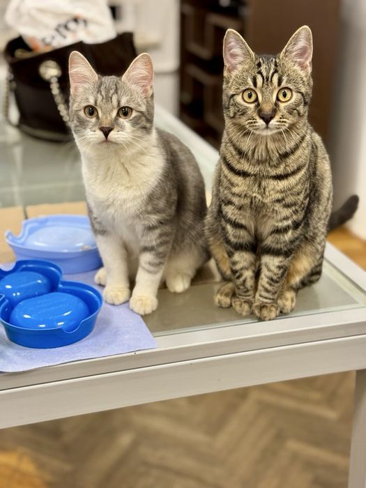 Кошенята,5 міс,оброблені від бліх,глистів,вакциновані,ходять на лоток