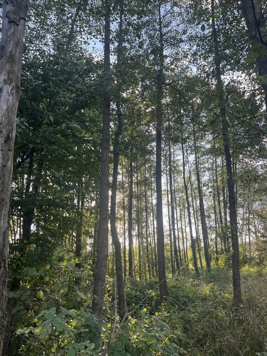 Las olchowo brzozowy 0,6ha