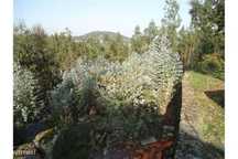 Terreno  para venda