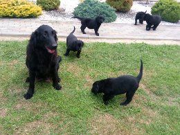 Suczka Flat coated retriever