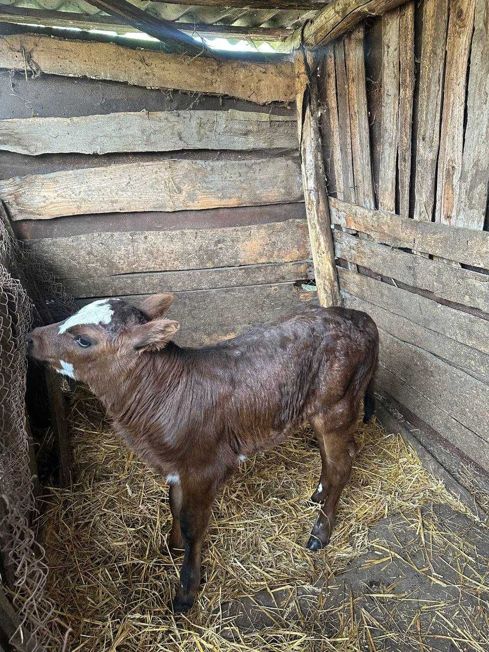 Продається теличка від молочної корови, нар. 20 квітня