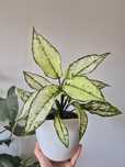 Aglaonema white kiwi i calathea rubibarba