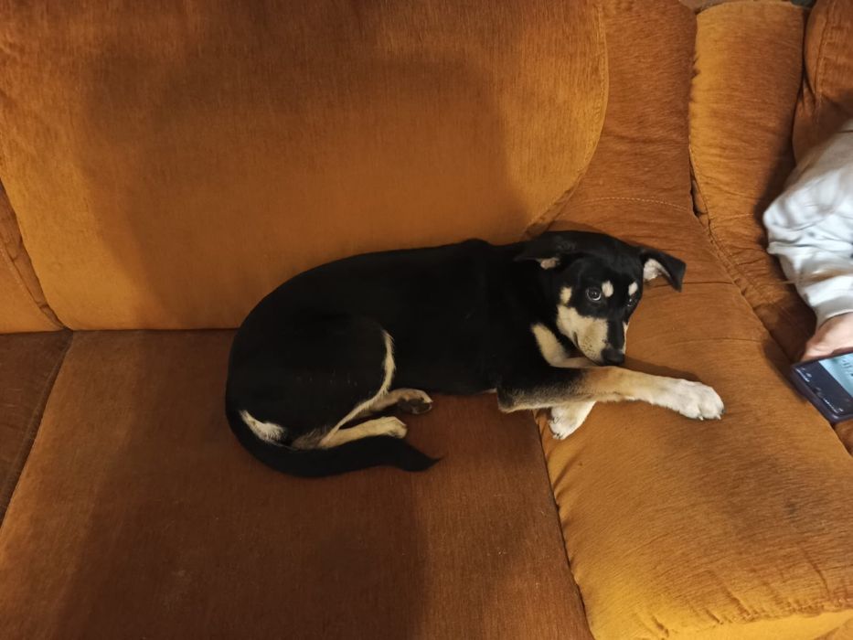 Oddam psy w dobre rece