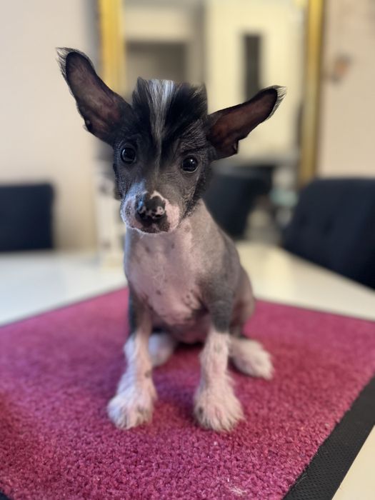 UVA Chiński Grzywacz prawdziwie naga  suczka  FCI Łomianki Warszawa