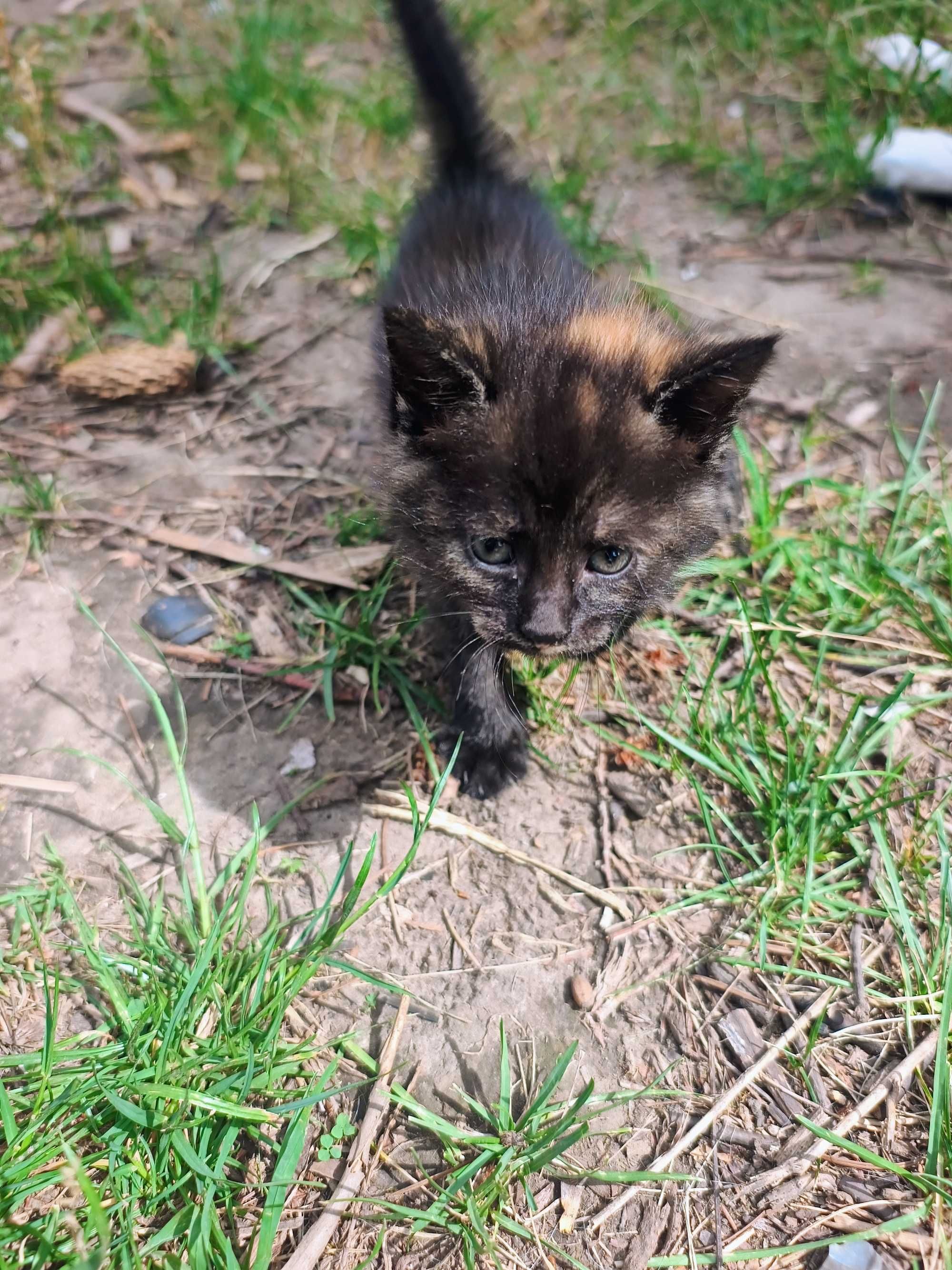 Маленькі котятки шукають дім