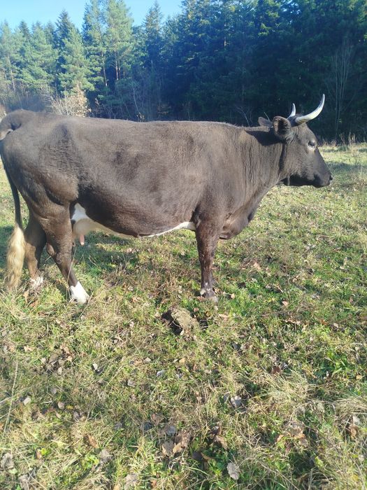 Продам корову тільна