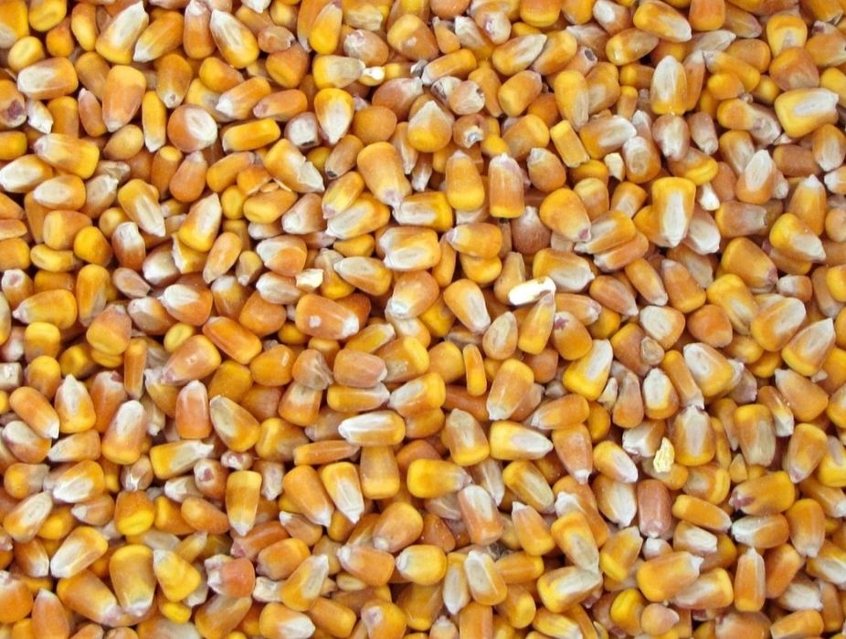 Kukurydza sucha, tegoroczna. Groch.