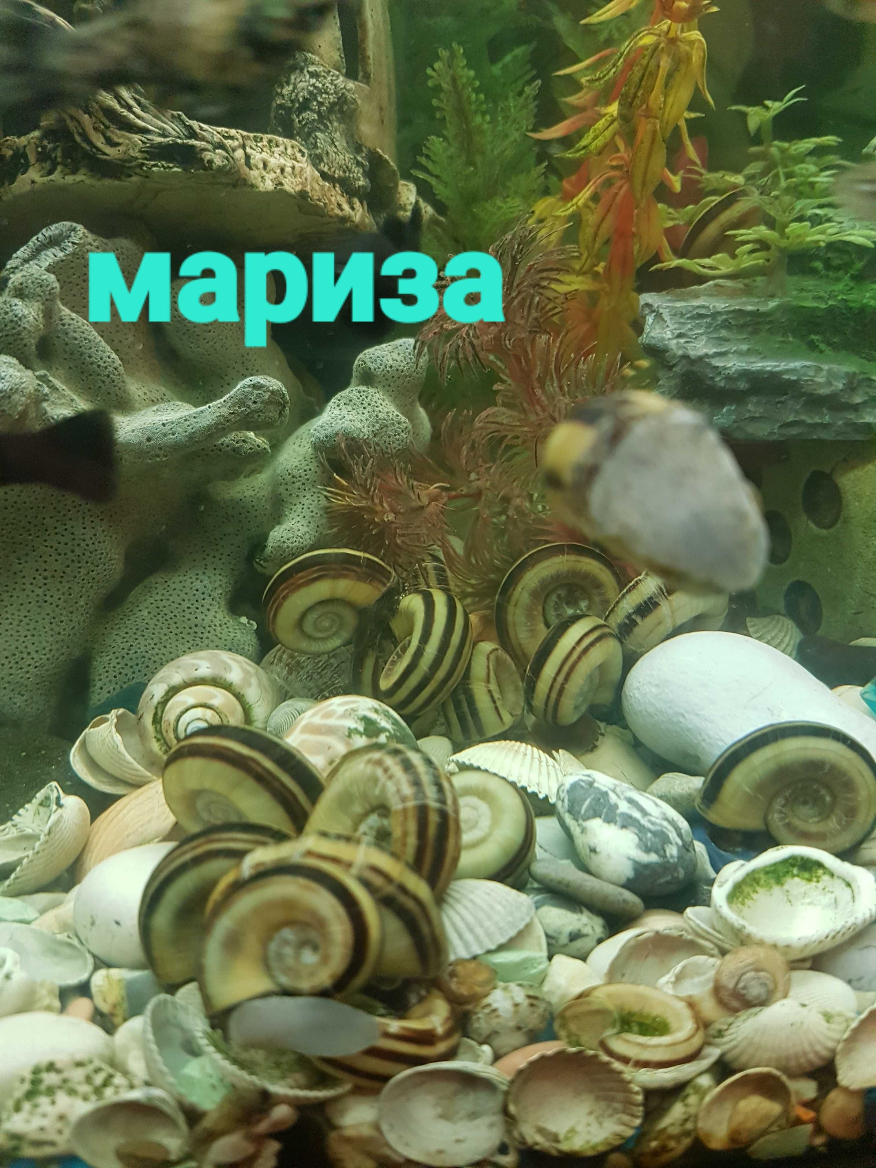 Улитка Мелания в аквариум