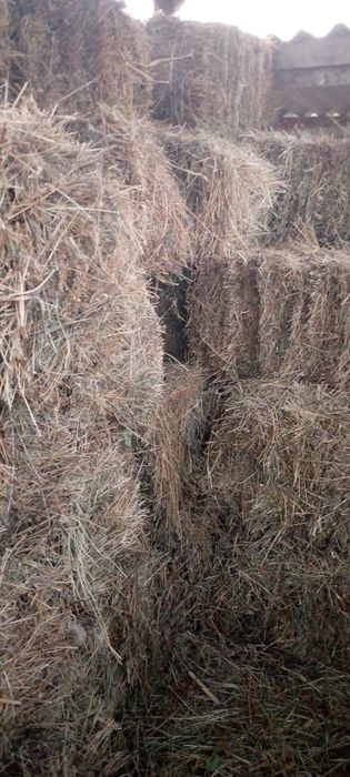 Продам тюки люцерки