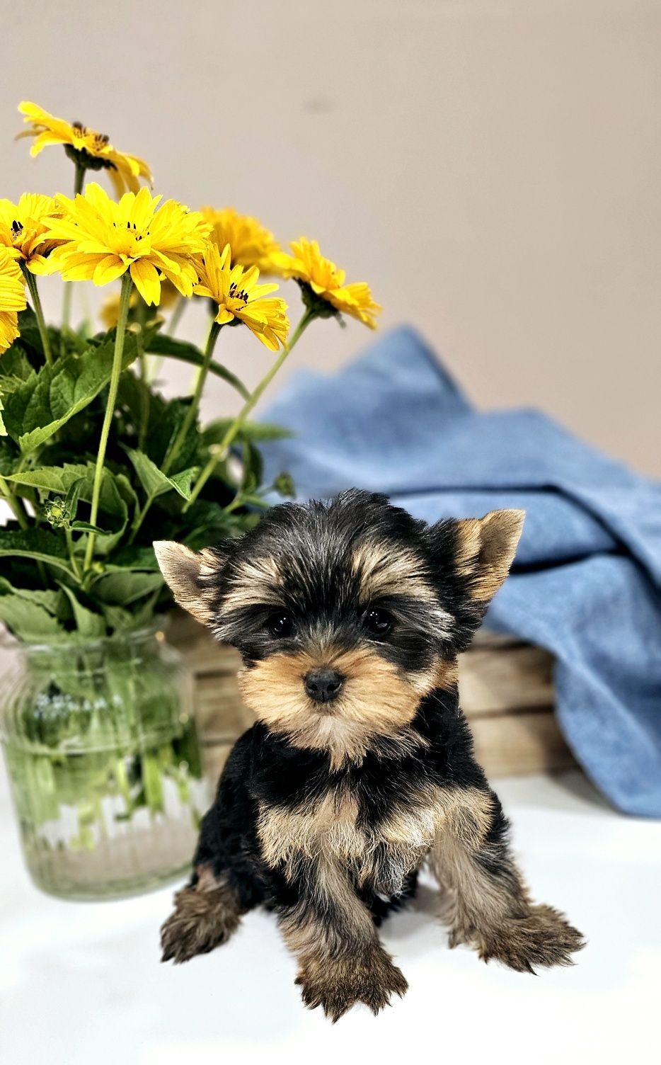 Yorkshire Terrier ZKwP/FCI - york, yorki, suczka