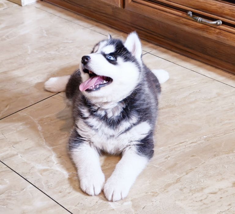 Szczeniak Siberian Husky rodowód ZKwP FCI Champion Puppy Pedigree