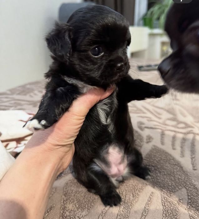 Малюкі породи Чихуа до Свят