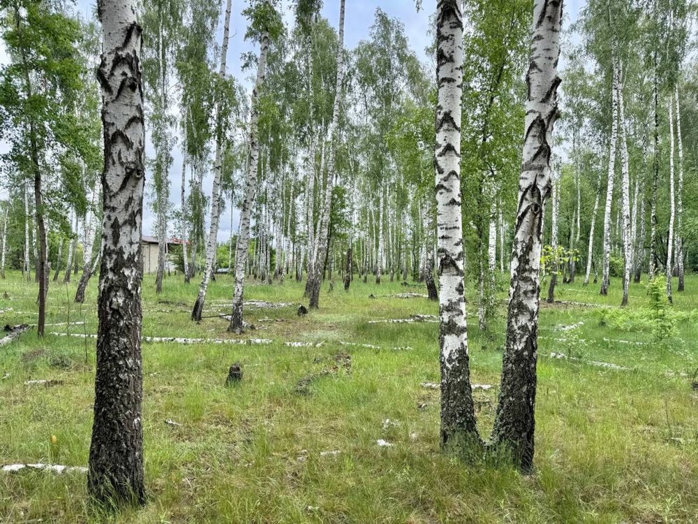 ‼️ Терміново Земельна ділянка 14 га с. Королівка