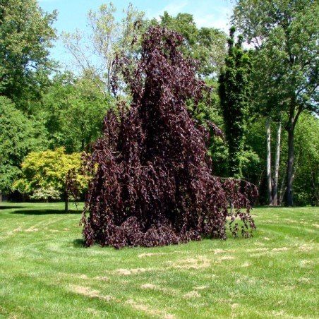 Buk pospolity ’ Purpurea Pendula ’ Fagus sylvatica ( purple fountain )