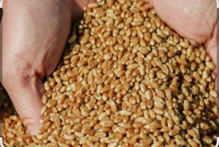 Продам пшеницю ячмінь 9.50кг