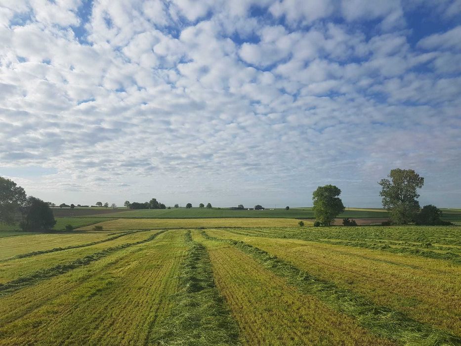 Zbiór traw przyczepą samozbierającą Krone, zbiór kukurydzy