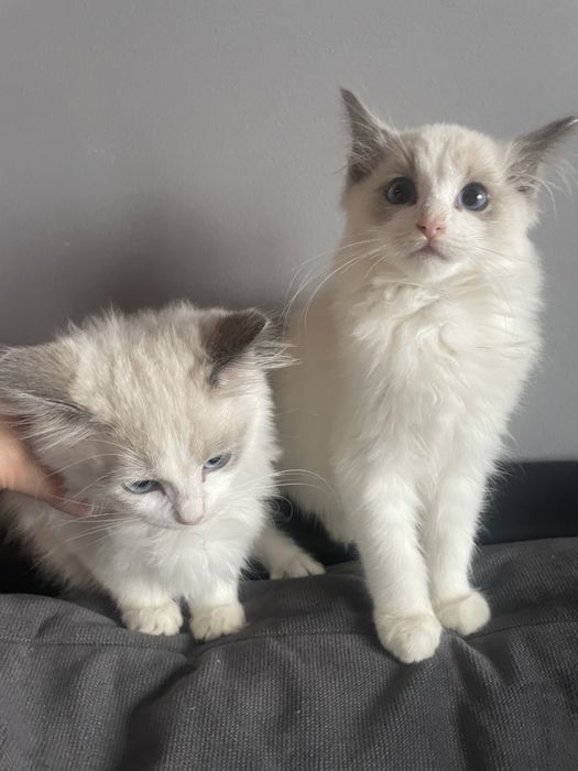 Kocurek Ragdoll rodzice FPL badania genetyczne cudny