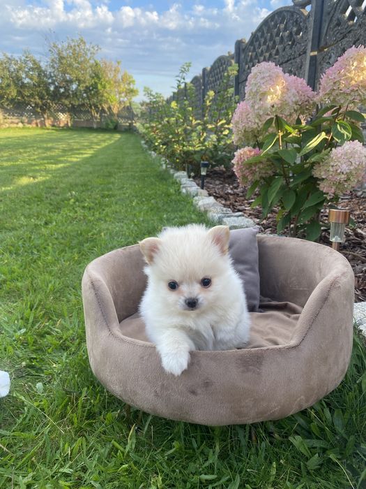 Pomchi  Hybryda Szpic Miniaturowy Pomeranian  Chihuahua