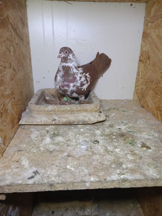 Sprzedam gołębie ozdobne