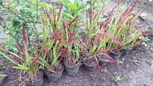 Imperta red baron zestaw