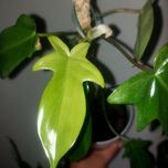 Philodendron florida ghost