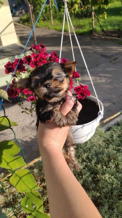 Йорк із душею поета!