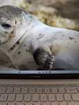 Laptop Asus Vivobook X512D
