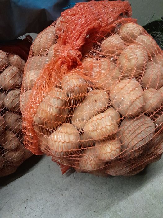 Ziemniaki gala  żólte