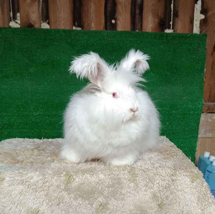 Młode króliki mix Angora i Belgijski Olbrzym