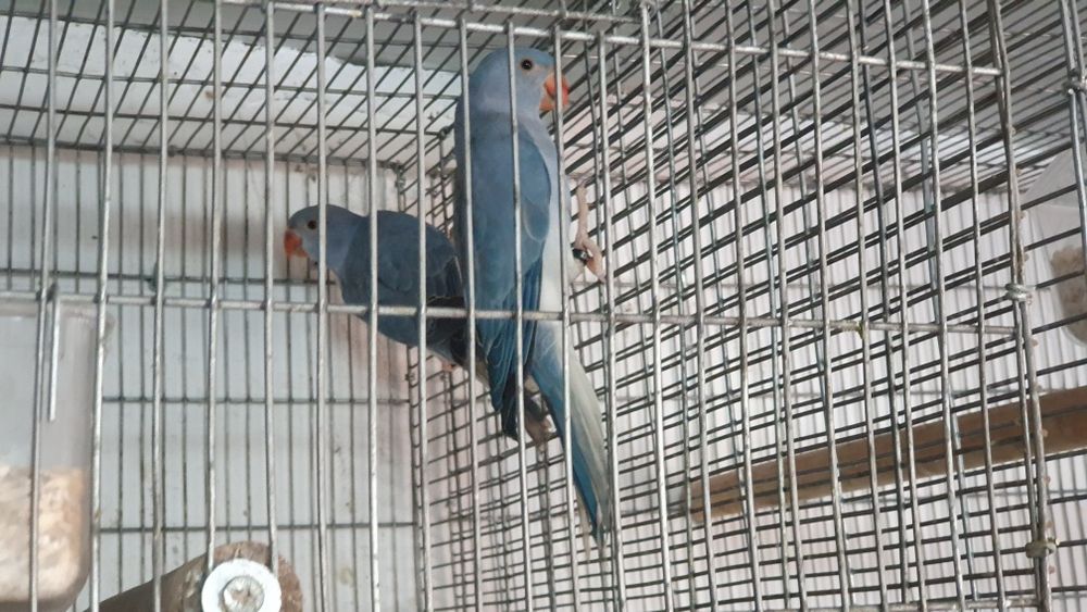 Ring necks para cedência.