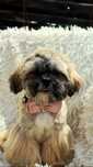 Shih-Tzu chłopiec Hodowla Polski Dog