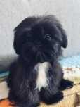 Piesek Apollo 9 tyg  Shih tzu Zkwp FCI