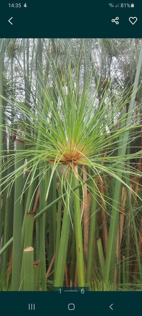 Pés de plantas jardim de papiro para plantar lagos e jardins