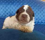 Piesek Lagotto Romagnolo ZKwP/FCI