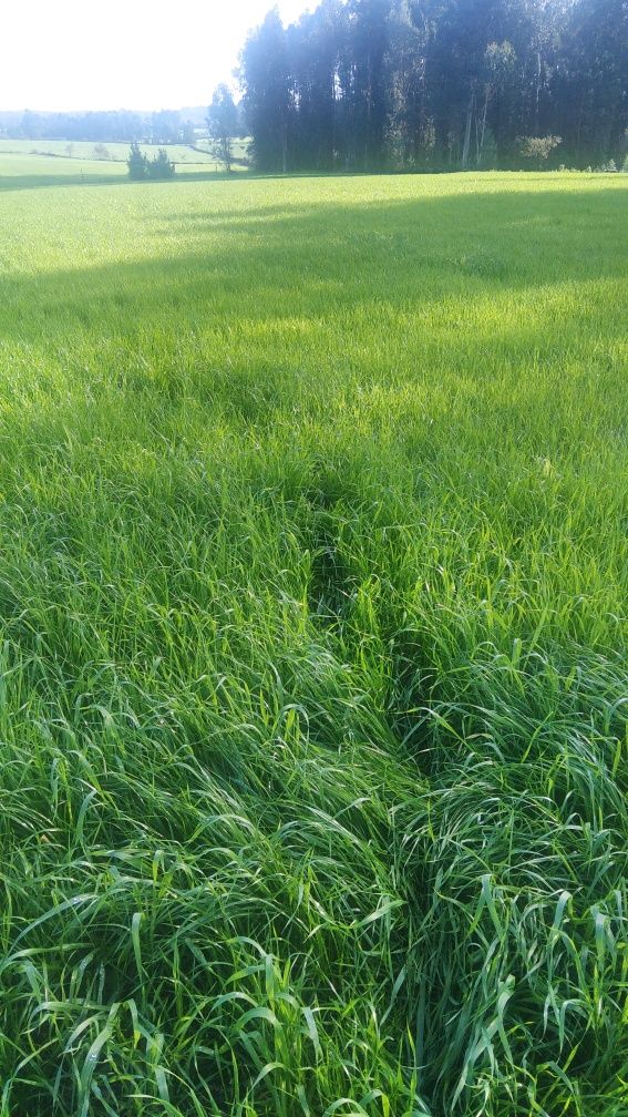 Terreno agrícola