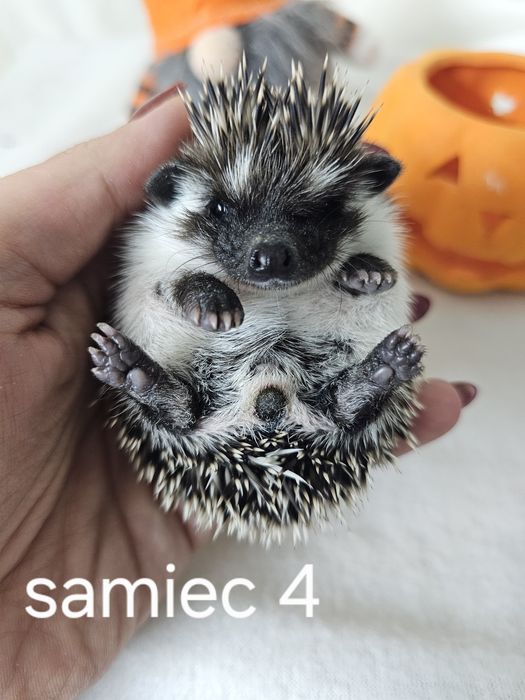 Jeż afrykanski jez pigmejski cudowne maluchy