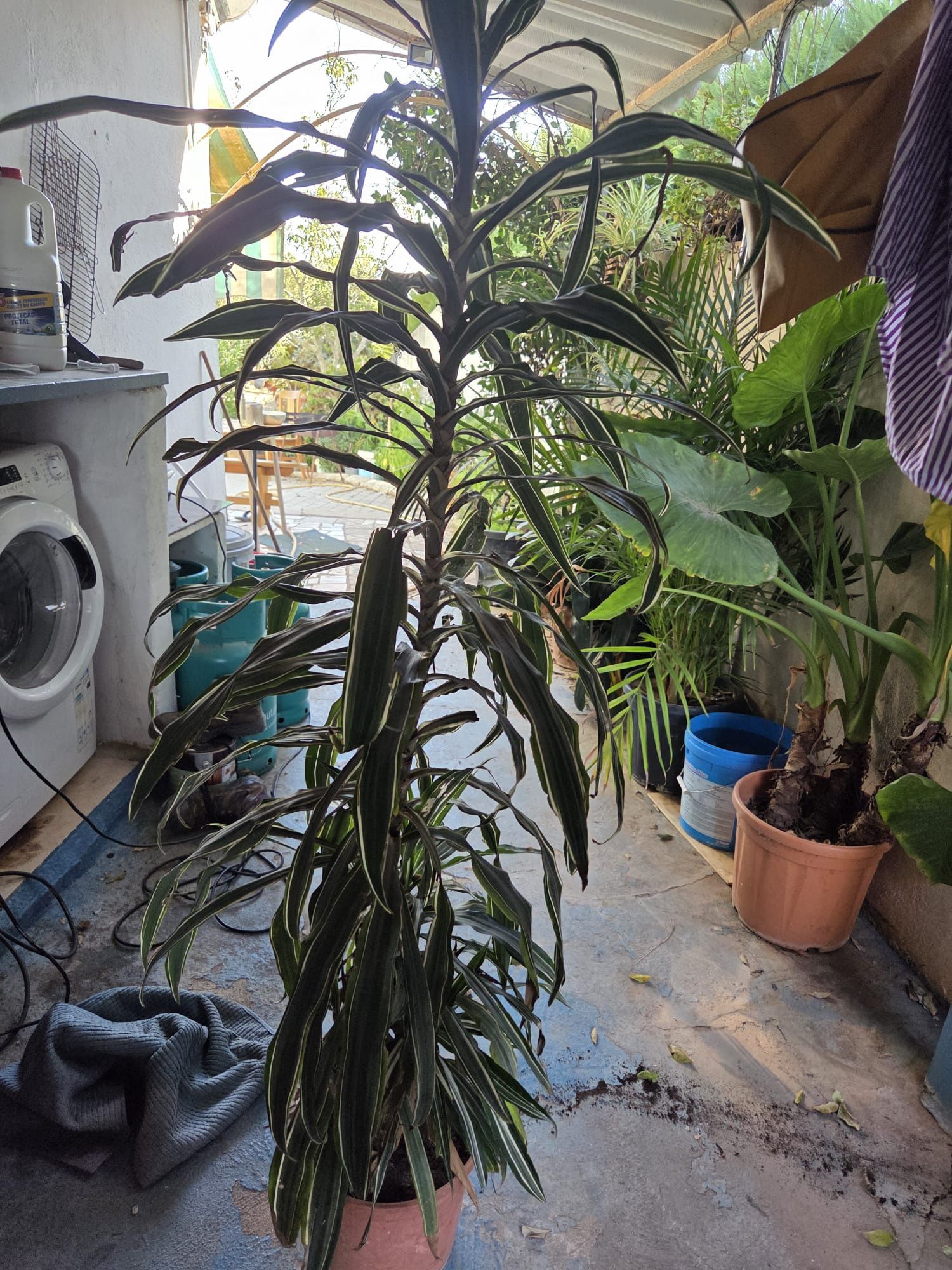 Plantas exóticas e comuns