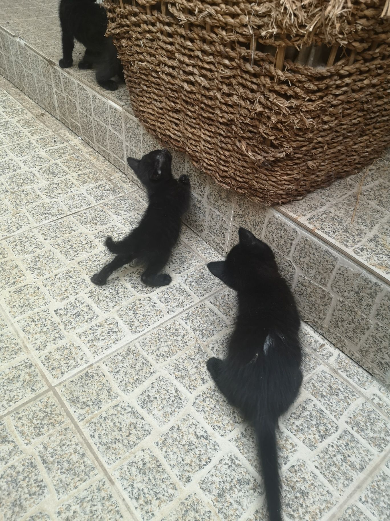Gatinhos pretos para adoção