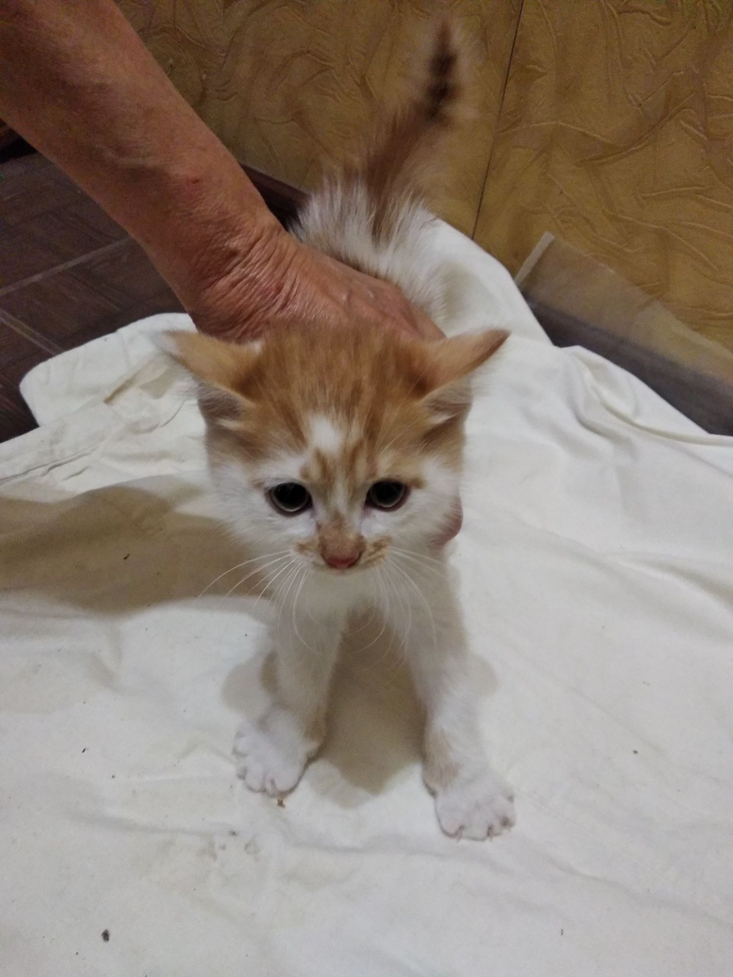 Красивые котята.