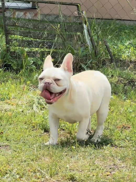 Изабелла тан платина носитель какао и флаффи