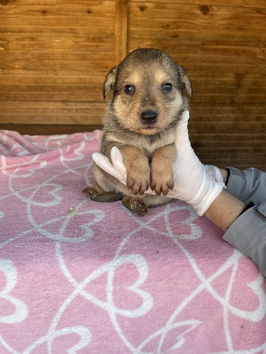 Цуценятка Безкоштовно