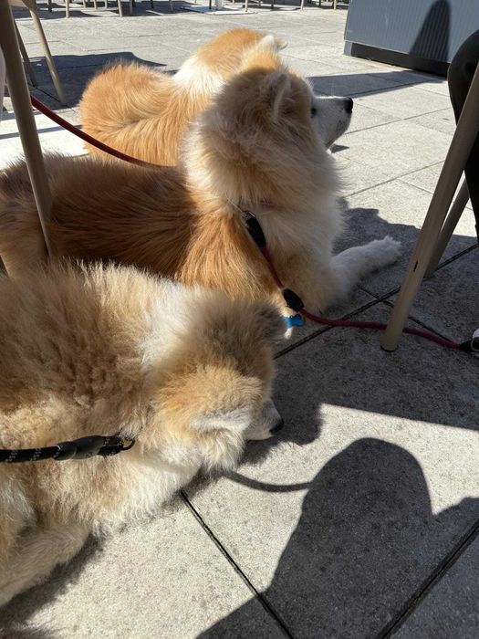 Akita Inu (japońska), ZKwP / FCI & AKIHO - czerwony piesek LC