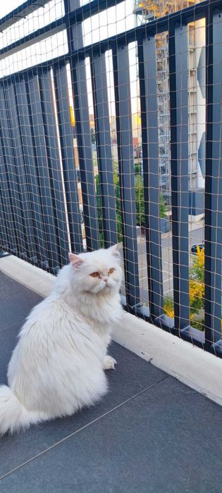 Siatka dla kota na balkon, przeciwko ptakom , montaż Warszawa
