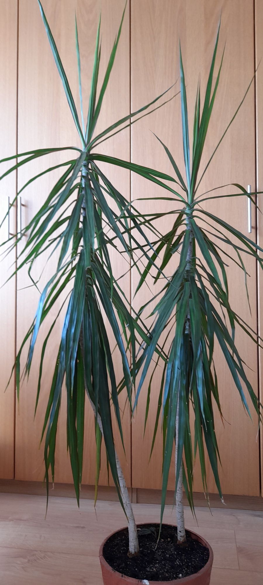 Duza Dracena 155 cm