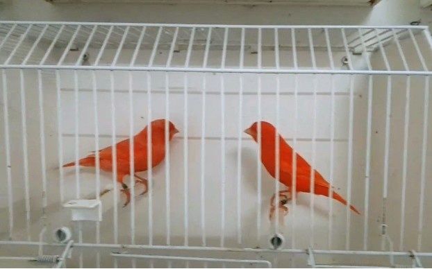 Canários vermelho intensos e nevados