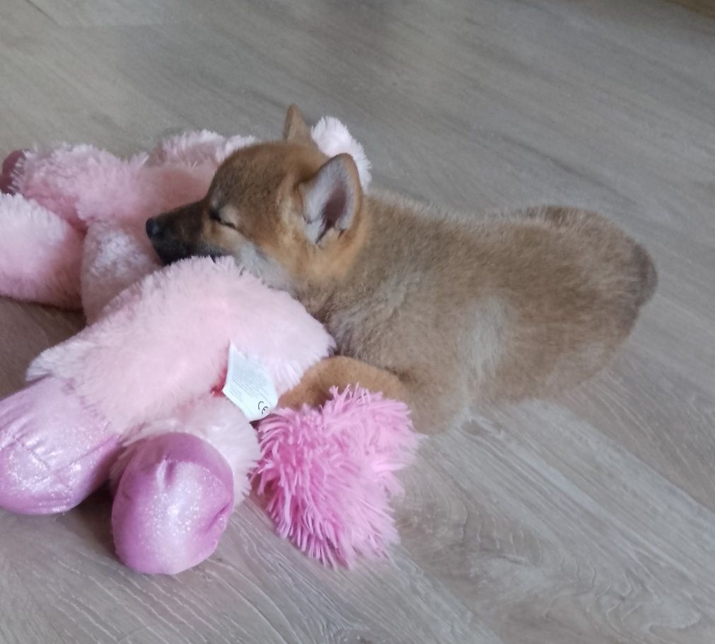 Shiba Inu suczka gotowa do odbioru