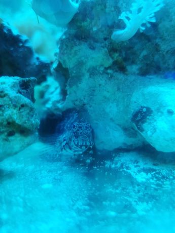 Salarias fasciatus akwarium morskie