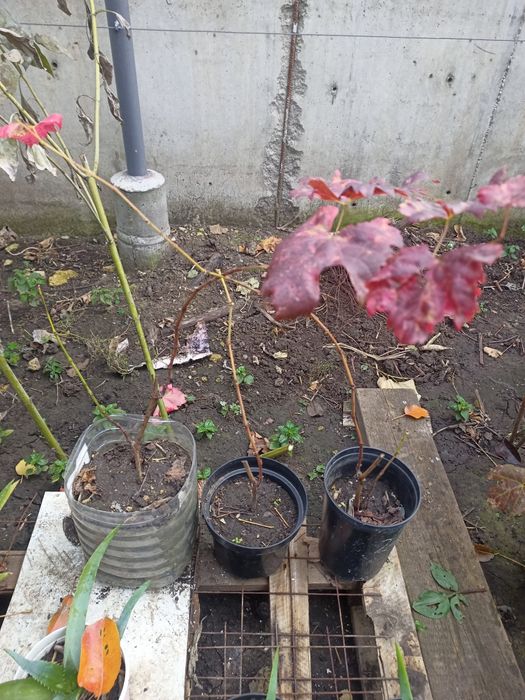 Саженцы винограда сорт Молдова