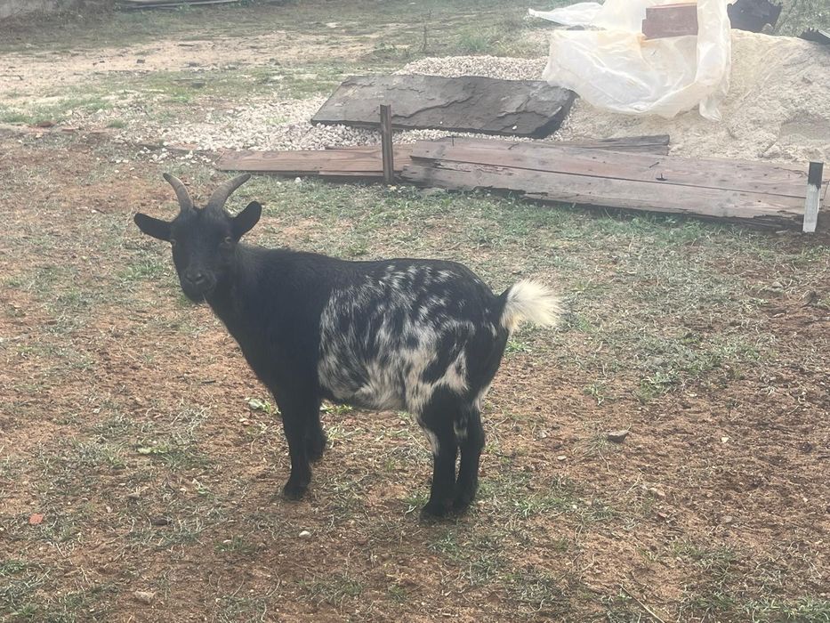 Casal de cabras anãs com 3 anos