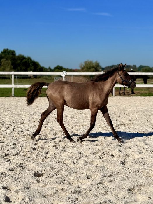 Super klacz konikoarab 7 miesięcy